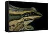 Hylarana Erythraea (Common Green Frog, Leaf Frog)-Paul Starosta-Framed Stretched Canvas