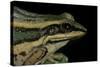Hylarana Erythraea (Common Green Frog, Leaf Frog)-Paul Starosta-Stretched Canvas