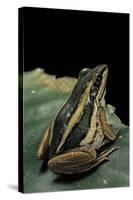 Hylarana Erythraea (Common Green Frog, Leaf Frog)-Paul Starosta-Stretched Canvas