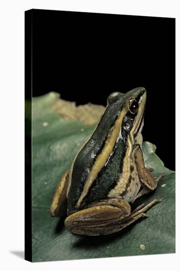 Hylarana Erythraea (Common Green Frog, Leaf Frog)-Paul Starosta-Stretched Canvas