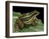 Hylarana Erythraea (Common Green Frog, Leaf Frog)-Paul Starosta-Framed Photographic Print