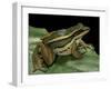 Hylarana Erythraea (Common Green Frog, Leaf Frog)-Paul Starosta-Framed Photographic Print