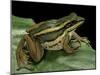 Hylarana Erythraea (Common Green Frog, Leaf Frog)-Paul Starosta-Mounted Photographic Print