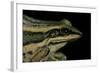Hylarana Erythraea (Common Green Frog, Leaf Frog)-Paul Starosta-Framed Photographic Print