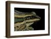 Hylarana Erythraea (Common Green Frog, Leaf Frog)-Paul Starosta-Framed Photographic Print