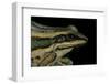 Hylarana Erythraea (Common Green Frog, Leaf Frog)-Paul Starosta-Framed Photographic Print