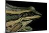 Hylarana Erythraea (Common Green Frog, Leaf Frog)-Paul Starosta-Mounted Photographic Print