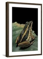 Hylarana Erythraea (Common Green Frog, Leaf Frog)-Paul Starosta-Framed Photographic Print