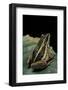 Hylarana Erythraea (Common Green Frog, Leaf Frog)-Paul Starosta-Framed Photographic Print