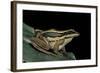 Hylarana Erythraea (Common Green Frog, Leaf Frog)-Paul Starosta-Framed Photographic Print