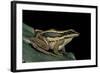 Hylarana Erythraea (Common Green Frog, Leaf Frog)-Paul Starosta-Framed Photographic Print