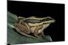 Hylarana Erythraea (Common Green Frog, Leaf Frog)-Paul Starosta-Mounted Photographic Print