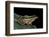 Hylarana Erythraea (Common Green Frog, Leaf Frog)-Paul Starosta-Framed Photographic Print