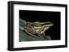 Hylarana Erythraea (Common Green Frog, Leaf Frog)-Paul Starosta-Framed Photographic Print