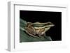 Hylarana Erythraea (Common Green Frog, Leaf Frog)-Paul Starosta-Framed Photographic Print
