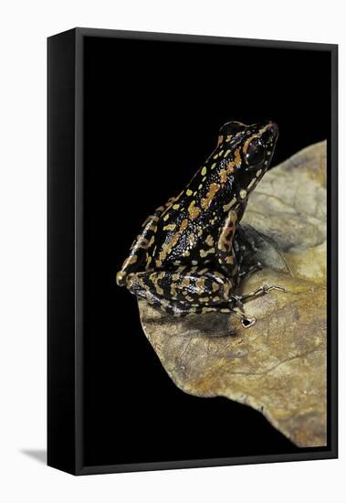 Hylarana Signata (Spotted Stream Frog)-Paul Starosta-Framed Stretched Canvas