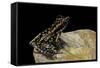 Hylarana Signata (Spotted Stream Frog)-Paul Starosta-Framed Stretched Canvas