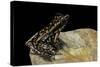 Hylarana Signata (Spotted Stream Frog)-Paul Starosta-Stretched Canvas