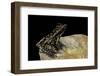 Hylarana Signata (Spotted Stream Frog)-Paul Starosta-Framed Photographic Print