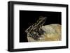 Hylarana Signata (Spotted Stream Frog)-Paul Starosta-Framed Photographic Print