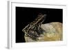 Hylarana Signata (Spotted Stream Frog)-Paul Starosta-Framed Photographic Print