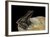Hylarana Signata (Spotted Stream Frog)-Paul Starosta-Framed Photographic Print