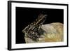 Hylarana Signata (Spotted Stream Frog)-Paul Starosta-Framed Photographic Print