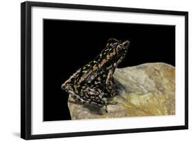 Hylarana Signata (Spotted Stream Frog)-Paul Starosta-Framed Photographic Print