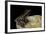 Hylarana Signata (Spotted Stream Frog)-Paul Starosta-Framed Photographic Print