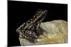 Hylarana Signata (Spotted Stream Frog)-Paul Starosta-Mounted Photographic Print