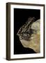 Hylarana Signata (Spotted Stream Frog)-Paul Starosta-Framed Photographic Print