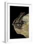 Hylarana Signata (Spotted Stream Frog)-Paul Starosta-Framed Photographic Print