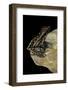 Hylarana Signata (Spotted Stream Frog)-Paul Starosta-Framed Photographic Print