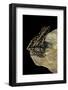 Hylarana Signata (Spotted Stream Frog)-Paul Starosta-Framed Photographic Print