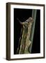 Hyles Lineata (White-Lined Sphinx, Hummingbird Moth) - Caterpillar Horn-Paul Starosta-Framed Photographic Print