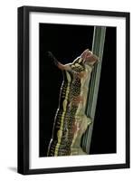 Hyles Lineata (White-Lined Sphinx, Hummingbird Moth) - Caterpillar Horn-Paul Starosta-Framed Photographic Print