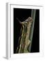 Hyles Lineata (White-Lined Sphinx, Hummingbird Moth) - Caterpillar Horn-Paul Starosta-Framed Photographic Print