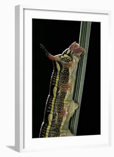 Hyles Lineata (White-Lined Sphinx, Hummingbird Moth) - Caterpillar Horn-Paul Starosta-Framed Photographic Print