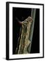 Hyles Lineata (White-Lined Sphinx, Hummingbird Moth) - Caterpillar Horn-Paul Starosta-Framed Photographic Print