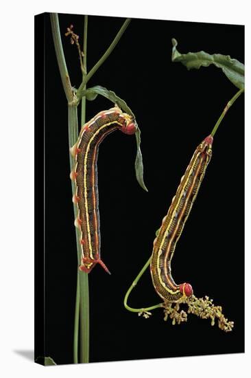 Hyles Lineata (White-Lined Sphinx, Hummingbird Moth) - Caterpillars-Paul Starosta-Stretched Canvas