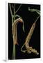 Hyles Lineata (White-Lined Sphinx, Hummingbird Moth) - Caterpillars-Paul Starosta-Framed Premium Photographic Print
