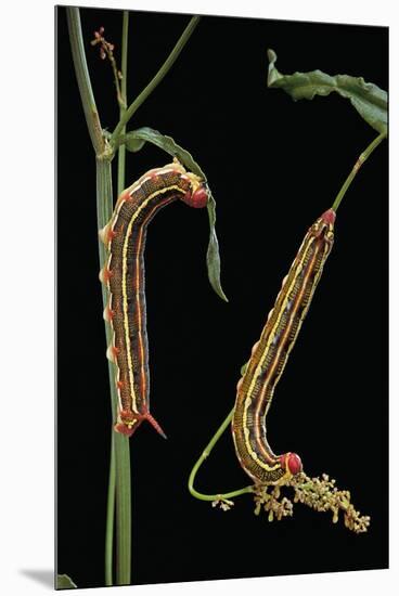 Hyles Lineata (White-Lined Sphinx, Hummingbird Moth) - Caterpillars-Paul Starosta-Mounted Premium Photographic Print