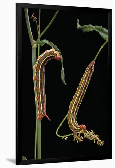 Hyles Lineata (White-Lined Sphinx, Hummingbird Moth) - Caterpillars-Paul Starosta-Framed Premium Photographic Print