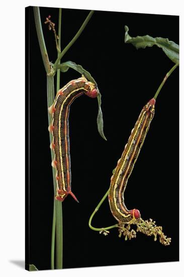 Hyles Lineata (White-Lined Sphinx, Hummingbird Moth) - Caterpillars-Paul Starosta-Stretched Canvas