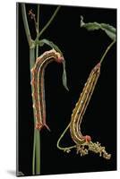 Hyles Lineata (White-Lined Sphinx, Hummingbird Moth) - Caterpillars-Paul Starosta-Mounted Photographic Print