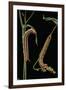 Hyles Lineata (White-Lined Sphinx, Hummingbird Moth) - Caterpillars-Paul Starosta-Framed Photographic Print