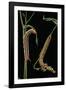 Hyles Lineata (White-Lined Sphinx, Hummingbird Moth) - Caterpillars-Paul Starosta-Framed Photographic Print