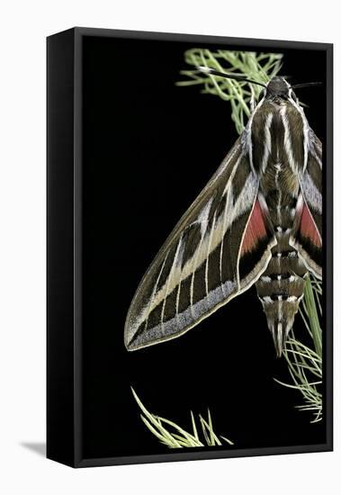 Hyles Lineata (White-Lined Sphinx, Hummingbird Moth)-Paul Starosta-Framed Stretched Canvas