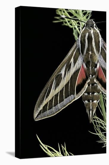 Hyles Lineata (White-Lined Sphinx, Hummingbird Moth)-Paul Starosta-Stretched Canvas