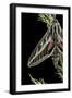 Hyles Lineata (White-Lined Sphinx, Hummingbird Moth)-Paul Starosta-Framed Premium Photographic Print